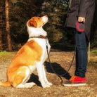 Pet Automatic Telescopic Traction Rope - Life's Fun Treasures