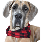 Al Borland Scarf - Life's Fun Treasures