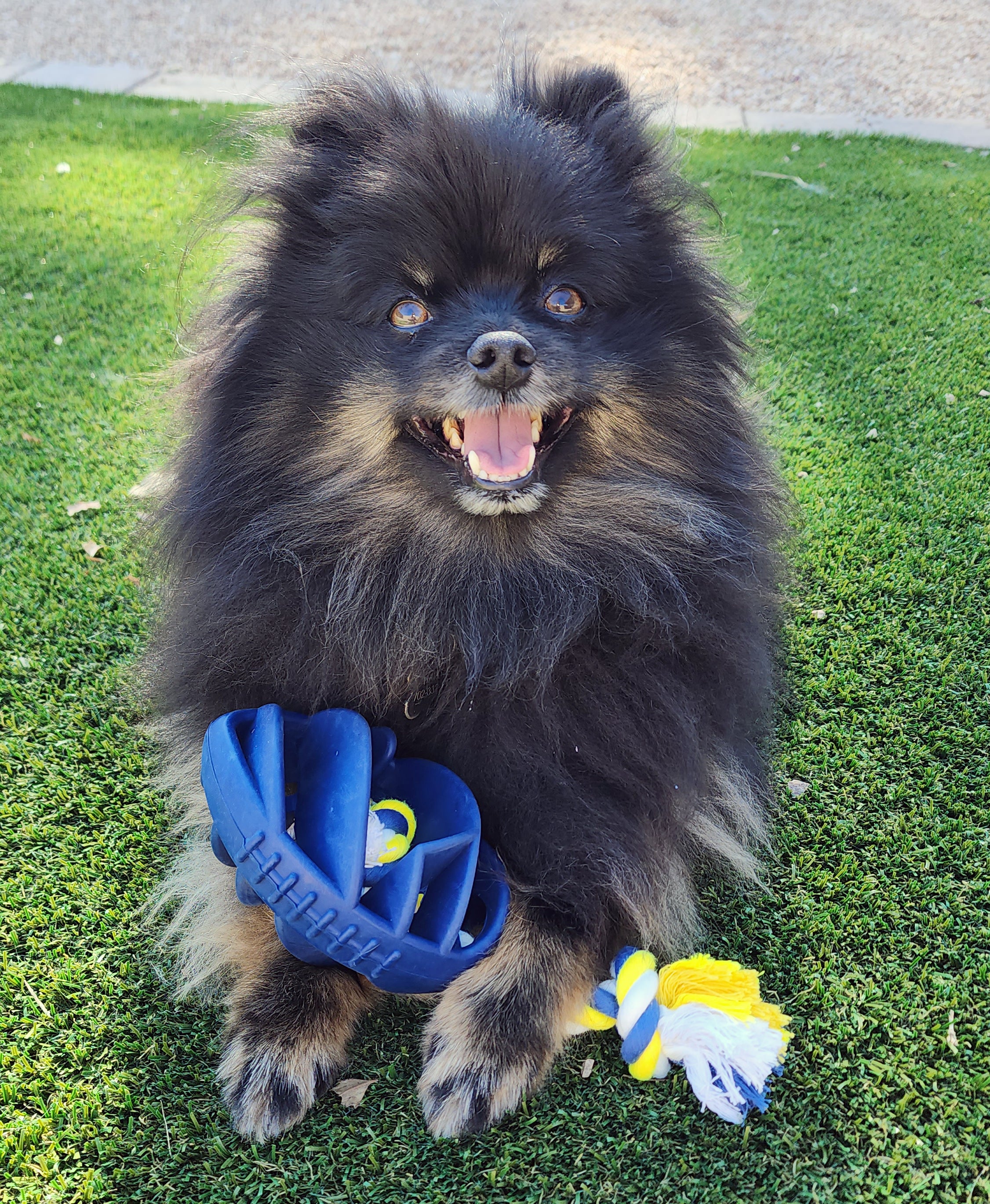 Rubber Football Dog Chew Toy with Tug Rope - Life's Fun Treasures